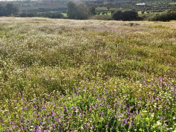 CAPPORTUGAL - Vende-se Terreno com o total 10 hectares perto de Moura