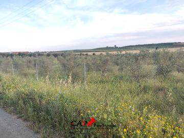 CAPPORTUGAL - Vende-se Terreno perto de Moura com 1.55 hectares