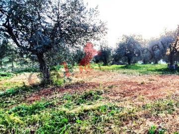 CAPPORTUGAL - Terreno agrícola com benfeitorias urbanas implantadas